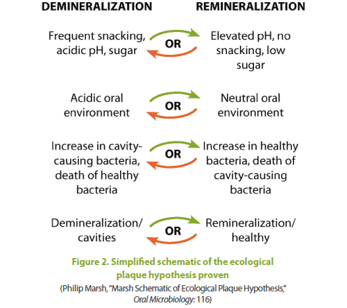demineralization vs reminerlization dental image